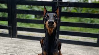 Doberman FOCUS Training [upl. by Lam]