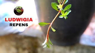 Ludwigia Repens [upl. by Hanover]