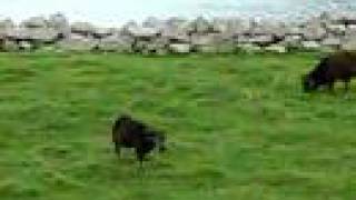 Soay Sheep on Saint Kilda [upl. by Reve538]