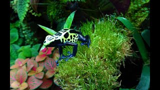 Dartfrog Vivarium  Display Tank Dendrobates Tinctorius Green Sipaliwini [upl. by Anyer81]