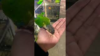 Yellow Sided Conour tame 💚 birds lovebirds lovebirdslovers parrot youtubeshorts viralshort [upl. by Ranee]