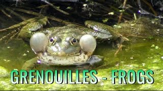 GRENOUILLE qui coasse [upl. by Ydassac]