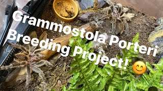 Grammostola Porteri Breeding Project [upl. by Retlaw176]