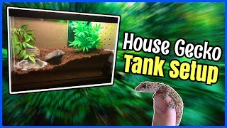 My NEW House Gecko TANK SETUP [upl. by Ela]