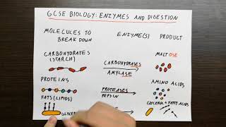 GCSE Biology Enzymes and Digestion [upl. by Jarrod]