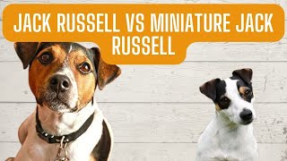 Jack Russell vs miniature Jack Russell [upl. by Fitzpatrick]