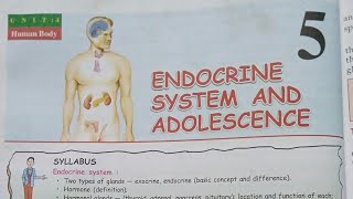 Biology Chapter 5  Endocrine System And Adolescence  Class 8 ICSE  Selina Concise Biology [upl. by Janyte]