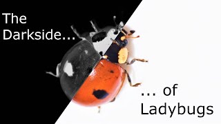 The Truth about Ladybugs [upl. by Laith988]