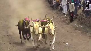 बैल घाटात गाडा घाटात पळणार कधी । नविन शर्यत गाणे । bullock car race । गावगाडा [upl. by Onitnatsnoc]