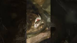 Deadly Boomslang snake eats mouse boomslang venomoussnakes venomous snakes fyp reptiles [upl. by Ogram]