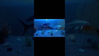 Tiger fish blacknur smnuruzzaman nurblog viralvideo fish [upl. by Renell257]