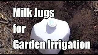 Repurposing Milk Jugs as Ollas  Water Irrigation in the Garden [upl. by Nosned]