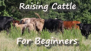 Raising Cattle for Beginners [upl. by Garber566]