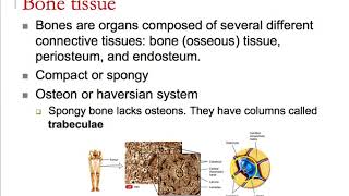 BIO 211 C4 P4 [upl. by Henderson]