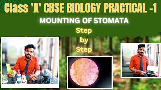 Class 10 CBSE Science Practical Exploring Stomata Under the Microscope [upl. by Jeffers]