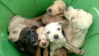 Filhotes de cachorros abandonados em lata de lixo em São Joaquim [upl. by Ellenehc]