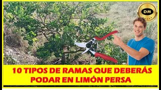 10 RAMAS QUE SIEMPRE DEBES PODAR EN CÍTRICOS agricultura [upl. by Enerahs427]