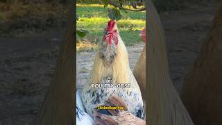 POULTRYGEIST chicken ghost jokes dadjokes funnyshorts comedy rooster chickens halloween [upl. by Aylsworth]