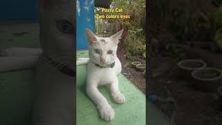 MY CAT HAS TWO DIFFERENT COLORED EYES UNBELIEVABLE cat viralvideo funny kmjs cute [upl. by Frey]