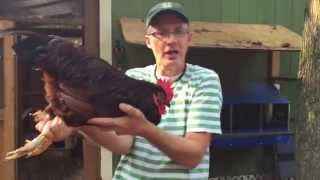 A Quick Overview of the Rhode Island Red Chicken The real one [upl. by Bravar]