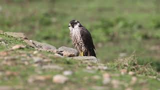 Faucon pèlerin  Peregrine Falcon Falco peregrinus [upl. by Attinahs]