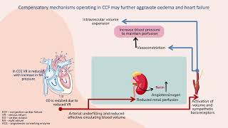 Baroreceptor and RAAS activation in congestive cardiac failure [upl. by Neirda]