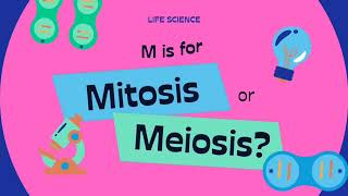 Mitosis and meiosis mitosis meiosis celldivision [upl. by Ollopa]