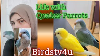 Monk parakeet  Life with Quaker Parrots  Morning Routine with Parrots [upl. by Lucky]