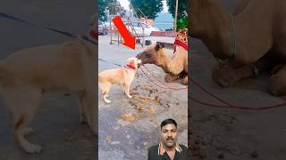 ऊँट ने डॉगी के साथ क्या किया🥱dog doglover funny comedy pets [upl. by Seka]