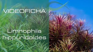 Limnophila hippuridoides  Videoficha  Planta facil para principiantes  PezVerde [upl. by Debi590]