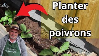 comment planter les poivrons [upl. by Hguh]