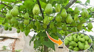 Growing chayote is easy at home lots of fruit to eat all year round [upl. by Aidam]