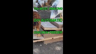 The Most Amazing DIY Automatic Chicken Feeders gardening DIY Chicken Feeder [upl. by Netloc783]