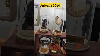 Animalia 2024 animalia animals insects insectos [upl. by Fesuoy174]