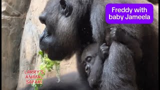 Baby Gorillas  Jameela 22 and Kunda gorillas [upl. by Marl]