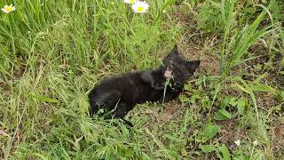 The kitten is playing in daisies 4K 60fps video [upl. by Buyers]