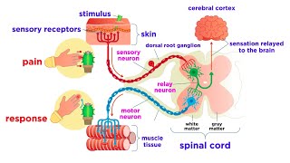 The Peripheral Nervous System Nerves and Sensory Organs [upl. by Eppie265]