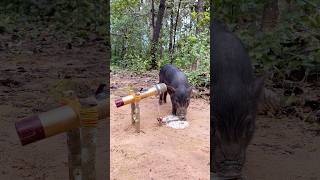 DIY Wild boar TrapUsing Microphone That Work 100trapswilderness wildanimal [upl. by Moore]