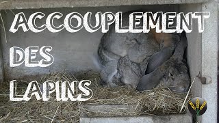 ACCOUPLEMENT DES LAPINS [upl. by Enelhtak587]