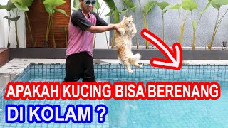 APAKAH KUCING BISA BERENANG DI KOLAM RENANG [upl. by Adham]