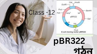 pBR322 Plasmid VectorCloning vectorClass 12 BiologyNeetWb SLST Biology [upl. by Nrubliw352]