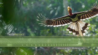 Helmeted Hornbill Sounds amp Calls [upl. by Adnoral522]