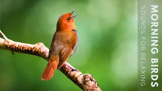 24 Hours of Beautiful Birds No Music Relaxing Nature Sounds Chirping Birds [upl. by Inohtna323]