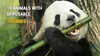 10 Incredible Animals With Opposable Thumbs  RARE [upl. by Tserrof286]