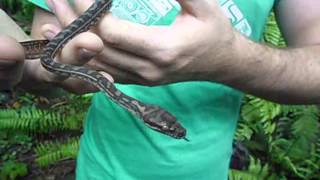 Handling a wild young Carpet Python [upl. by Ihdin]