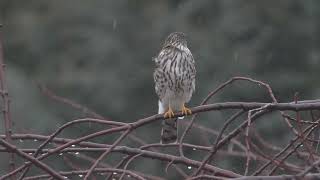 Sharpshinned Hawk in the Rain [upl. by Hilario]