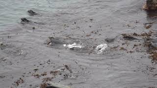 Seals Godrevy Lighthouse [upl. by Silber]