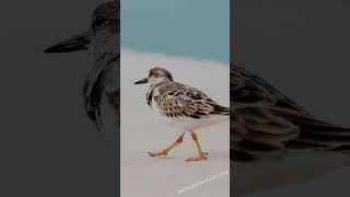 Capturing the charm of a Ruddy Turnstone in action [upl. by Anialahs]