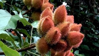 URUCUM URUCU BIXA ORELLANA COLORAU AÇAFROA ANNATTO LIPSTICK Culinária Corante Medicinal [upl. by Tjaden]