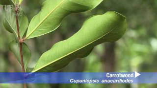 carrotwood Cupaniopsis anacardioides [upl. by Assiralk]